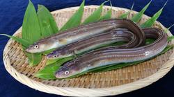 あなごの画像