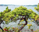 松の画像