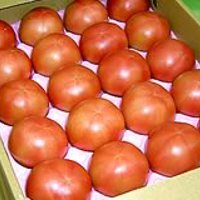 松島とまとの画像